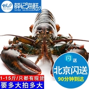 北京闪送鲜活波士顿大龙虾，龙虾鲜活大波龙活虾海鲜1-10斤可选
