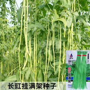 挂满架长豇豆种子春秋播高产缸豆种子绿条长豆角架豆蔬菜种籽大全