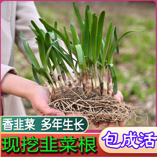 老品种细叶香韭菜种子种苗，多年生韭菜种籽孑，四季蔬菜籽盆栽韭菜根