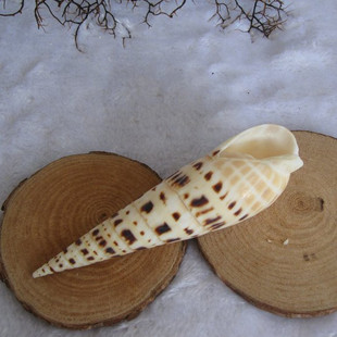 天然竹笋螺收藏家居摆设摆件鱼缸，装饰大贝壳，海螺海星地摊货