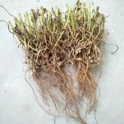 天然青草花生根 花生头 花生根茎 干货500g