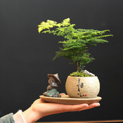 创意陶瓷个性文竹专用花盆花卉植物室内微景观盆栽摆件桌面装饰品