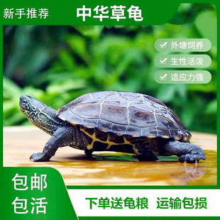 外塘中华草龟长寿龟小乌龟活体水龟金线草龟苗好养镇宅杂食宠物龟
