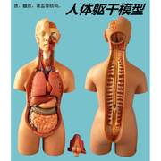 初中生物心脏模型人体，解剖模型儿童玩具人体，器官模型结构躯干构造