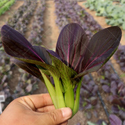 春季蔬油菜大全紫种子菜紫油菜种籽秋冬季四季鸡毛菜孑小白菜种籽