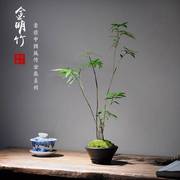 日本金明竹室内观赏小微型竹丛生观叶竹子盆栽书房茶室办公室