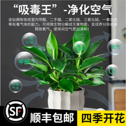 金钻盆栽植物绿萝箩水培绿植万年青花卉多肉办公室内吸除甲醛好养