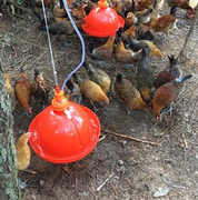 加厚鸡小鸡鸭鸽用自动饮水器加水机，水壶水桶养鸡用品养殖设备