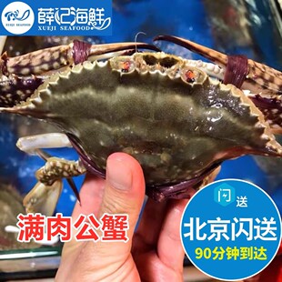 5-8两1只北京闪送鲜活满肉公母梭子蟹，螃蟹海蟹海鲜水产飞蟹