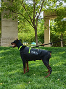 狗衣服工作犬背心德牧训练马甲大型犬边牧马犬防暴训犬秋冬款棉衣