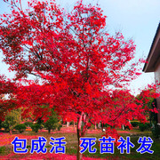 红枫树苗四季中国红庭院正宗日本紅舞姬，盆景绿化植物苗木园林绿化