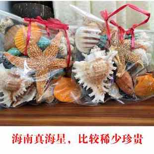 海南高档天然海螺海星贝壳套装600G约25个鱼缸装饰旅游礼物