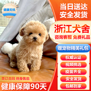 浙江犬舍纯种泰迪活体小型贵宾犬，香槟黑棕色，可爱小狗幼犬宠物狗狗