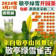 敬亭绿雪开园茶2024年清明前宣城敬亭山雀舌款春茶绿茶新茶叶