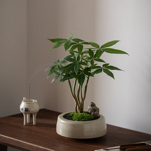 静艺花舍 奇趣发财树盆栽室内桌面花卉植物四季常青好养招财绿植