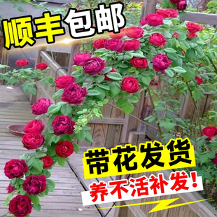 蔷薇花苗藤本月季特大花树庭院爬藤植物花卉盆栽阳台玫瑰四季开花