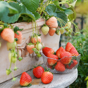 种花王大爷奶油草莓苗盆栽阳台，植物四季食用水果，红颜草莓种植苗