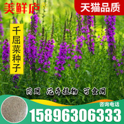 紫色千屈菜种子 水枝柳对叶莲 景观花卉种子四季易种耐热耐寒耐湿