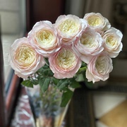 英国大卫奥斯汀凯拉进口玫瑰鲜花束插花家庭办公室七夕粉色情人节