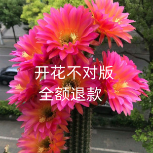 开花仙人球毛花柱(毛花柱)彩草飞碟大花品种室内绿植，好养活多肉植物防辐射