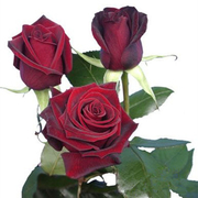 月季花苗黑巴克玫瑰，花苗大花红玫瑰盆栽卡，罗拉四季开花带花苞