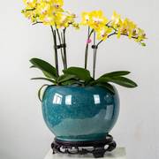 球形陶瓷花盆带托盘，大号特大号超大高颜值高端养花种树大花盆特深