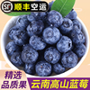云南新鲜蓝莓现摘当季水果鲜果125g盒，高山蓝莓大果整箱