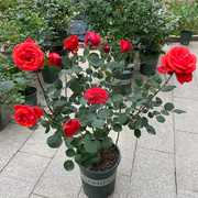绯扇特大花月季玫瑰花苗浓香四季开花盆栽庭院阳台植物大红色花朵