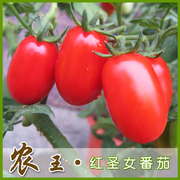 蔬菜种子 阳台种菜 盆栽地栽 水果番茄种籽 红圣女番茄30粒