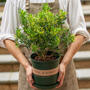 米兰花盆栽室外庭院黄色，花绿植室内阳台，四季开花好养植物大盆花卉