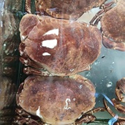 鲜活面包蟹新鲜大螃蟹，青岛海鲜水产梭子蟹海蟹满黄1.8-2斤一只