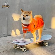 宠物训练滑板法斗英斗狗狗玩具消耗体力，柴犬雪纳瑞狗用的解闷用品