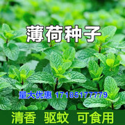 薄荷种子绿植 阳台盆栽香草花卉可食用蔬菜种子菜籽花种 一斤