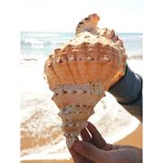 天然真海螺贝壳摆件工艺品鱼缸，造景海螺超级特大号角可吹玩具深海