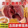 现杀鸽子肉土鸽新鲜乳鸽肉老鸽子，鸽子4两超低价满4只送人参