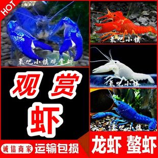 鳌虾观赏虾淡水冷水族耐活体，宠物红白蓝色小龙虾，火山原生天空蓝魔