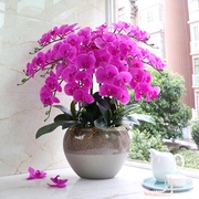 蝴蝶兰大苗带花带花苞盆栽，四季好养活卧室，客厅办公室植物盆栽