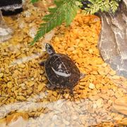 木纹石鱼缸(石鱼缸)装饰石子，彩石头鱼缸，龟缸底砂铺底专用铺面造景石造景砂