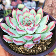 荷花 多肉植物 肉肉植物 萌肉肉组合盆栽 室内花卉 陌上花