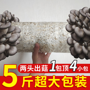 5斤装蘑菇种植包大包，平菇菌种食用菌，家庭室内种植蘑菇菌棒菌菇包