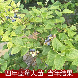 蓝莓苗盆栽地栽果树苗蓝梅树苗蓝莓苗四季南北方种植带原土