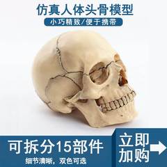 1 2可拆分卸仿真人体头骨头颅解剖模型口腔美容医学美术绘画艺用