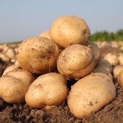 新鲜土豆农家自种马铃薯洋芋，应季现挖现发农产品5斤带箱装