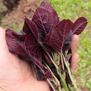 全红苋菜种子四季蔬菜全红苋菜种籽夏秋季青菜籽芽苗菜蔬菜种孑