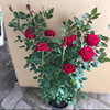 玫瑰月季花苗盆栽蔷薇藤本，四季开花好养花卉，室内植物微型庭院地载