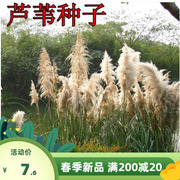 出售水生花卉种子籽 芦苇种子 端午节包糉子芦芛蒹葭种子芦苇种籽