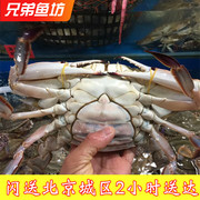 3-9两只北京闪送鲜活海蟹，沙母蟹红膏蟹海鲜满黄满肉梭子蟹飞蟹