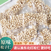新货东北特产原味松子仁，500g大粒红松生熟即食松仁粒商用炒菜新鲜