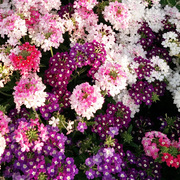 美女樱种子四季观赏花卉阳台花种子美人樱小盆栽植物太阳花籽易种