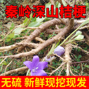 秦岭新鲜桔梗种苗 鲜种子苗 中药材桔梗盆栽铃铛花500g